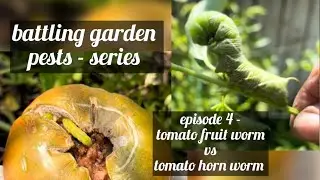 🐛battling garden pests series - eps 4 tomato fruit worm vs tomato horn worm🐛