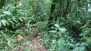 Walking in the rainforest on Pico B&iacute;a&oacute;, Bioko Island, Equatorial Guinea 2