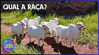 Transportando os Nelores Para o Campo no Caminhão Bitrem! - Fazenda de Brinequedo