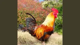 Chicken Music