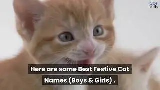 100 FESTIVE CHRISTMAS CAT NAMES FOR BOYS & GIRLS
