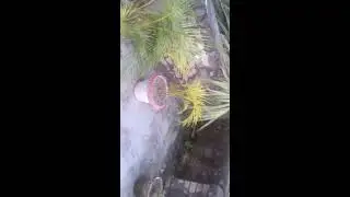 Sanilieon Hot Payci & Loving Hard Full Video
