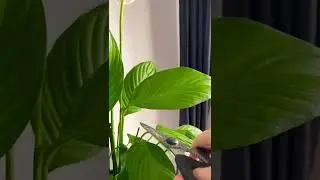 Peace Lily pruning ✂️🌱🌿Love my plants 💚 #peacelily #plant #pruning