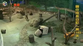 圓仔直播精華 | 20161001 可愛小木箱