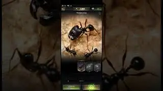 The Ants: underground Kingdom || Android Gameplay walkthrough (Android/IOS)