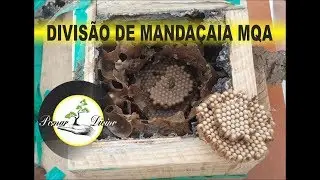 Divisão de mandaçaia sistema 2/1