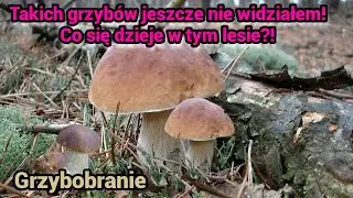 Wysyp Grzybów - Grzybowe Eldorado! Co znalazłem w środku lasu zaskoczyło mnie...