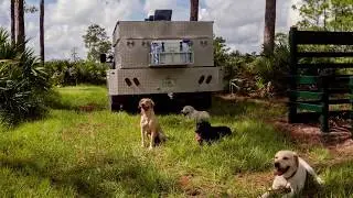 The Wagon Dog - A Southern Tradition