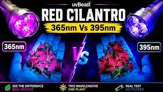 uvBeast | Red Cilantro | 365nm Vs 395nm UV Light Comparision