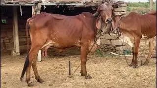 gir heifer gujarat