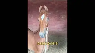colt for sale #ghodiyan #shonkpunjabde #horse #punjab