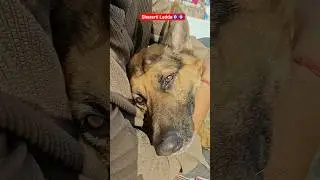 Shararti Laddu🧿🧿!!#shortsfeed#shorts#ytshorts#germanshepherd#pets#viralshorts#trending#dog#reels