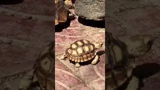 Cutest baby tortoise walking slowly #shortsviral #nature #animals #sulcata #turtles