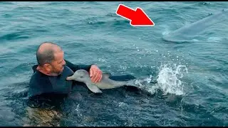 Дайвер спас крошечного дельфиненка, не догадываясь, что скрывалось рядом с ним!