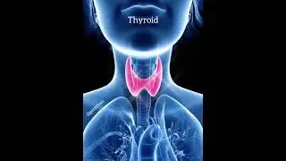 Light Language for Thyroid - Garz Chan
