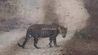 Male leopard sighting in Nagarahole