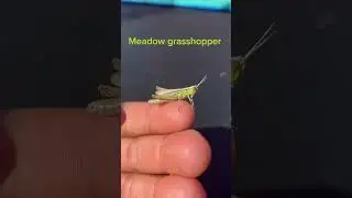 Meadow grasshopper #wildlife #insect #grass #grasshopper #arthropod #nature #green #shorts