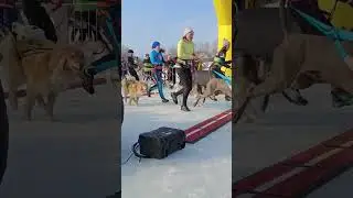 Hard Trail Ice - старт Догтрейла