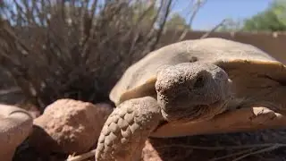 Las Vegas nonprofit wants to stop tortoise backyard breeding