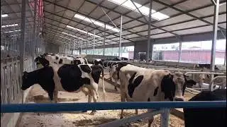 Cow free stall and cow head lock