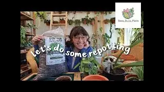 Spring Plant Rehab: The Great Repotting Ritual! 🌿#Becca_De_La_Plants