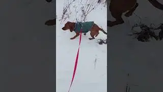 Good vibes while walking the dog 