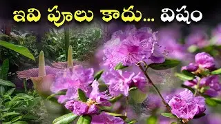 పువ్వులు  కాదులే విషం.. | Top 10 Poisonous Flowers
