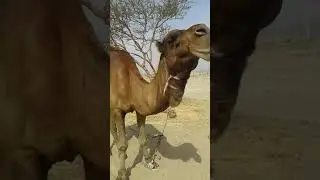 قرفه ابو عسل في عين شمس