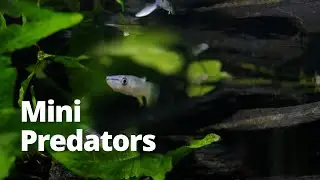 Controlling the fish population with predator fish