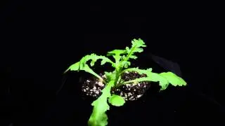 Common groundsel