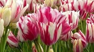 Tulip 'Flaming Club' - FarmerGracy.co.uk