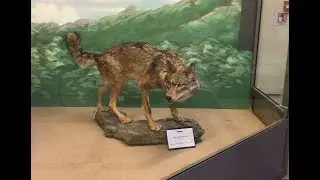 Una passeggiata al Museo civico di zoologia di Roma