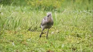 Birding Safari in Uganda