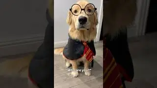 Dobby the house elf 🪄🧦 #dogshorts #goldenretrieverpuppy #harrypotter #dobby #cutedog #funnydog