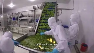 IQF Frozen Vegetables   villmar group