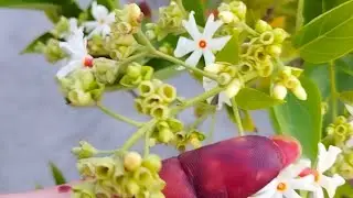 Little Home gardening & vlog is live