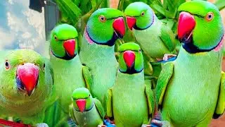 Indian Parrots🥀Natural Beauty✨️Talking Parrots&hearts;️🍃