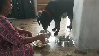 Lunchtime#bharavi#labrador#pets#likeandsubscribe 