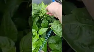 Kevin Tilley plant update