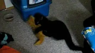 my crazy cat i trained to attack stuffed animal