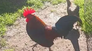 Куриный огурец