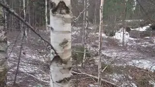 Första röjning after 18 år - tall skog part.2