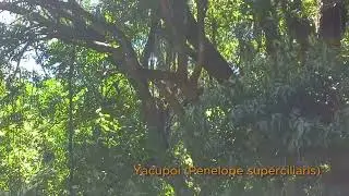 Yacupoi (Penelope superciliaris)