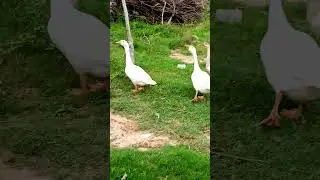 Attack By Big Geese On The Road | Angry Duck Attacked On Me