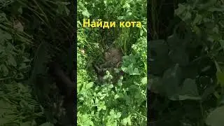 Найди кота #cat #catlover #animals #kitten #влог #subscribe #дача #влогикаждыйдень