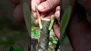 Easy grafting in Summer July | grafting techniques | Bark grafting #grafting #fyp #plant #yt #shorts
