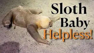 Costa Rica Sloth Rescue &ndash; Saving a Baby Sloth in the Jungle