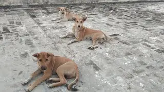 Street Dogs Life In INDIA After Adoption | Survival To Thriving #adoptedstreetdogs #straydogsdelhi