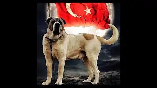 Türkiye'nin ALA Aslanları (Renk Varyasyonu Ala) - Turkish Shepherd Dogs in Piebald Color Variations