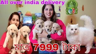 Labrador মাত্র 7999টাকা ! Home breed puppy sale lowest price!Dog market in Kolkata !golden retriever